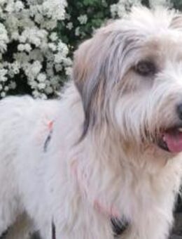 Wuschelhund Aby sucht ihre Menschen - München