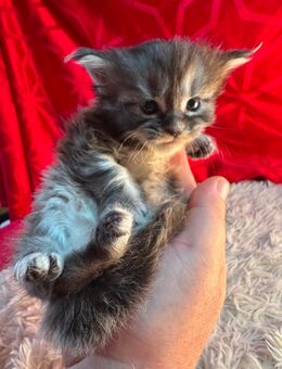 ✨ Maine Coon Kitten – 5 kleine Persönlichkeiten suchen ihr Traum-Zuhause! ✨ - Eilenburg Zentrum
