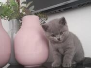 Liebevolle BKH Kitten sucht ein neues Zuhause - Remscheid