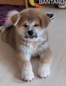 Akita Welpe in 13355