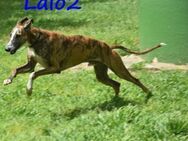 Lalo2 wunderschöner junger Galgo 9/23 ES - Ruppertsecken