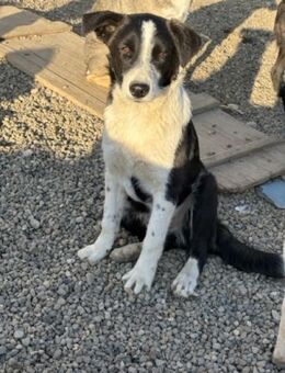 Bär, sucht eine Pflegestelle mit Herz - Celle