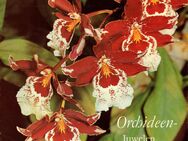 DDR: "Orchideen - Juwelen im Pflanzenreich", gebraucht - Brandenburg (Havel)
