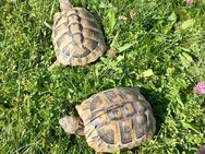 Griechische Landschildkröten zu verkaufen - Mühldorf (Inn)