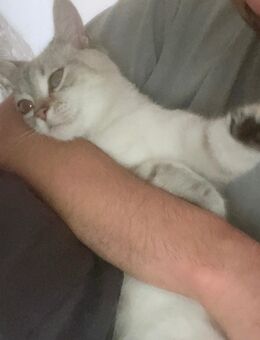 Wunderschöne BKH Katze sucht ein liebevolles zu Hause - Düsseldorf