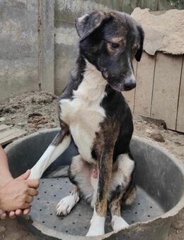 Tayler: gelehrig verschmust verträglich - Koblenz