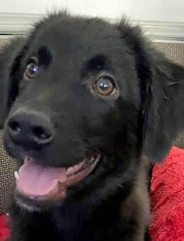 Rollo; jung, lebhaft & verspielt - Dittelbrunn