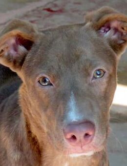 Jesie -als Welpe ausgesetzt- - Oldenburg