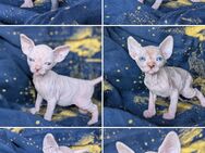 Wunderschöne Sphynx Kitten - Hügelsheim