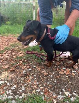 Masni PP selbstbewusste Hündin - Neustadt (Rübenberge)