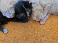 7 kitten zu verkaufen aus zwei Würfen - Helmbrechts