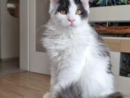 Maine Coon Kiten - Haar