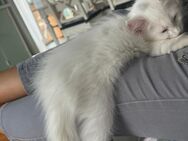 Maine Coon Kitten Mädchen - Dinkelscherben