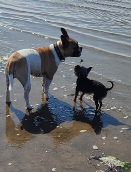 1Jährige Mini Yorkshire Terrier Hündin - Bünde