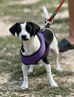 SMiLLA spielt gern mit DIR im Schnee 💫 - Mylau