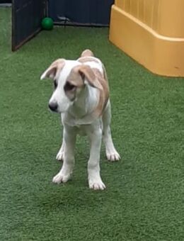 🐶 Cooper 5 Monate Beagle-Mix - Kassel