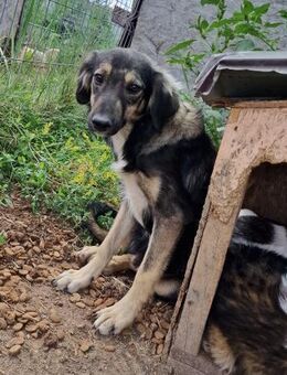 Gismo - freundlich und lernwillig - Westerholt