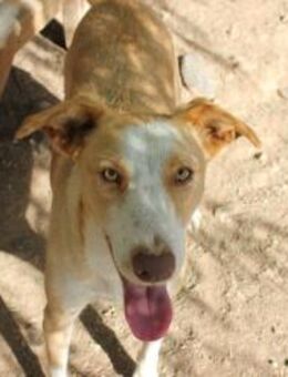 Albero - Rüde in Spanien - Lenningen