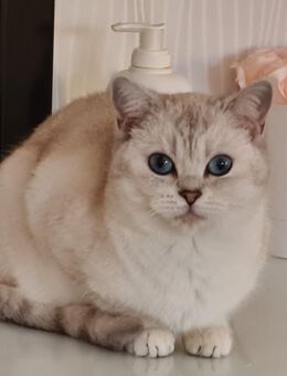 Wunderschöner Reinrassiger BKH Kater mit Blauen Augen! - Wuppertal