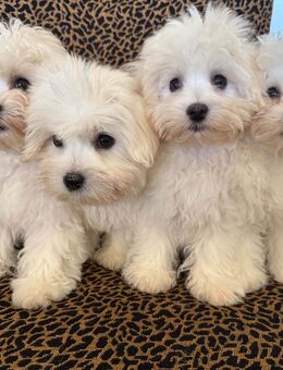 Bichon Frise welpen - Frankfurt (Main)