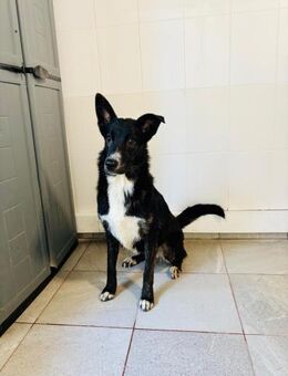 🌸 Neugierige wunderschöne Bruna 🌼 - Eislingen (Fils)