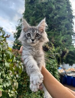 Maine Coon kitten 3 Monate alt - Nidda