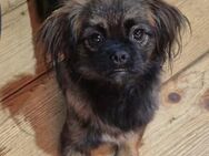 Kleine Hündin Bella stellt sich vor - Köln