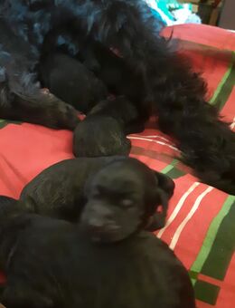 Die Welpen sind da Schnoodle Riesenschauzer / Mittelpudel - Fürstenau