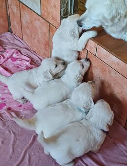 Golden Retriever Welpen reinrassig suchen ihr liebevolles Endzuhause - Jüterbog