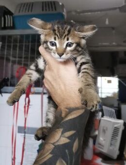 Simba aus dem Tierschutz Kreta - Grevenbroich