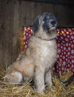 Sehr verschmuster aufgeweckter Mischlingsrüde Paul - Angern