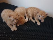 Katzenbabys, Kitten, 10 Wochen, Babykatzen - Verl Bornholte