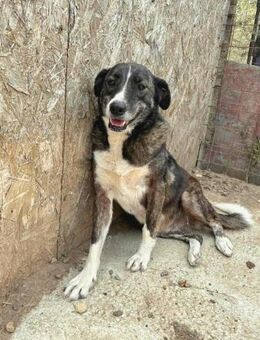 Lesi - ist ein beständiger Hund - Löwenberger Land