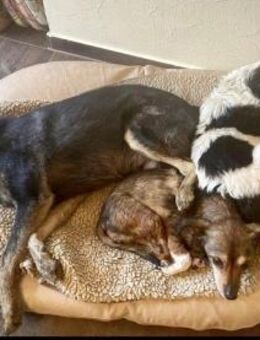 NELLO, Traumhund sucht Traumzuhause - Koblenz