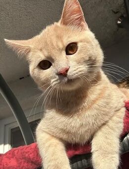 BHK beige Katze - München