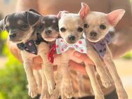 Chihuahua Welpen - Weida Liebsdorf