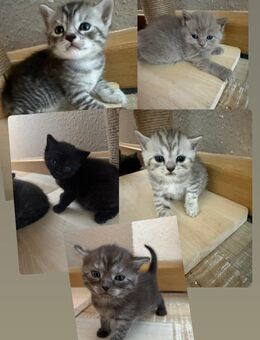 5 süße BKH Kitten suchen ab Anfang September ein neues zu Hause! - Halle (Saale)