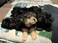 4 zuckersüße Morkie Welpen Yorkshire Terrier Malteser Mix - Nürnberg