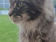 reinrassige Maine coon Dame in blue silver tabby - Untershausen