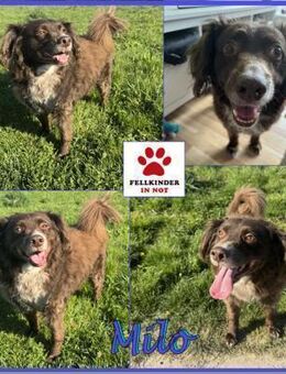 Schüchterner Milo sucht Familie - Margetshöchheim