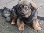 Roxy, a.d.Tierschutz, kleine aufgeweckte Hundedame - Boxberg (Oberlausitz)