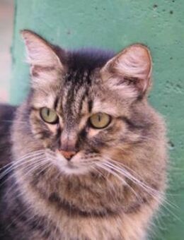 Hübsche, schüchterne Katze Kicha - Karlsruhe