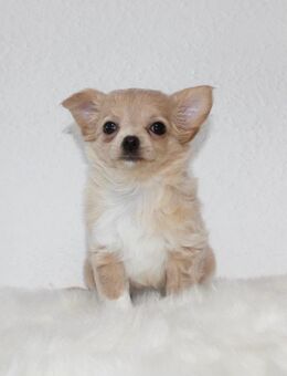 Reinrassige Chihuahua Welpen in Creme mit Ahnentafel - Köthen (Anhalt)