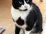 Silvestro aus dem Tierschutz - Grevenbroich