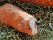 Junge Meerschweinchen. - Erkelenz