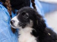 Hundekind Joell - München