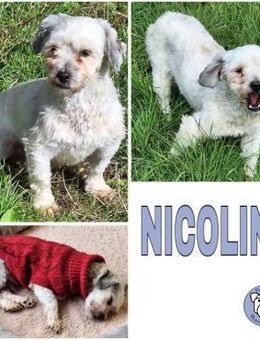NICOLINO -idealer Familienhund- - Duisburg