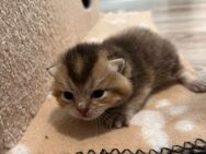 Reinrassige britisch Kurzhaar (bkh) Kitten - Magdeburg