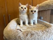 Katzen BKH Kitten Reinrassige Britisch Kurzhaar Katzenbabys 3 Monate - Nürnberg
