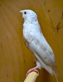 junge Gouldamadinen (Hennen) in 70378